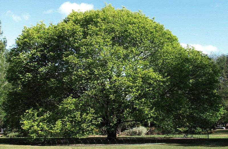 arbre unique aux propriétés médicinales