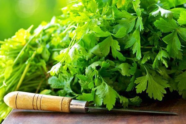 propiedades medicinales del cilantro