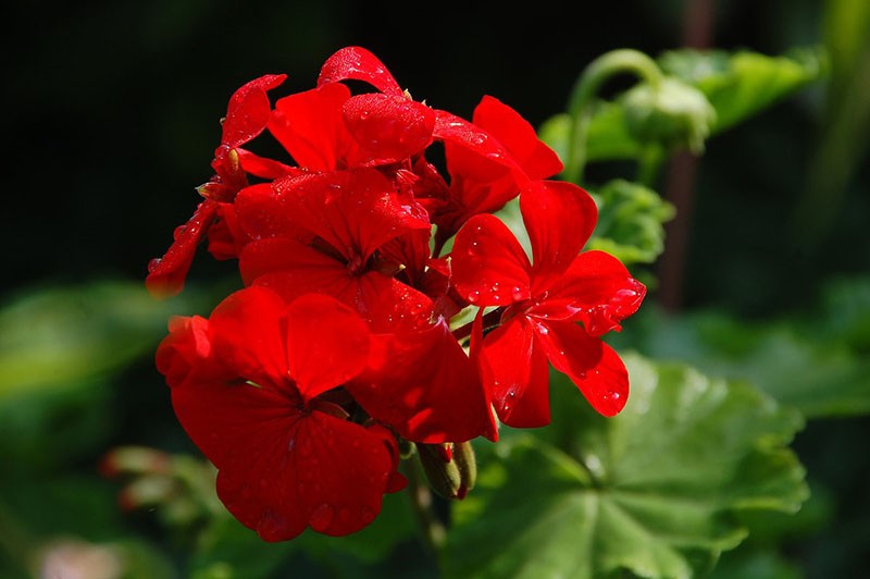 Planta perenne geranio rojo brillante