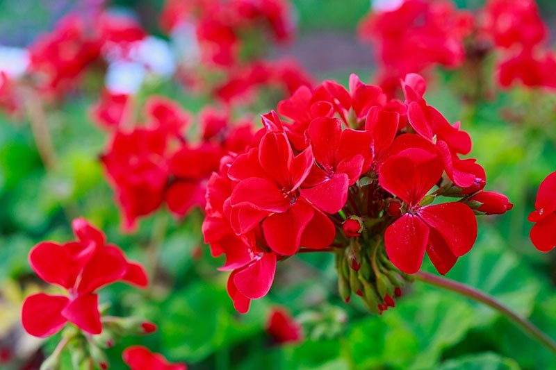 flores de geranio
