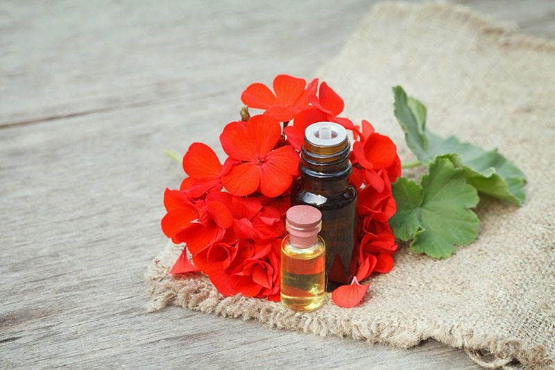 propiedades medicinales del geranio rojo sangre