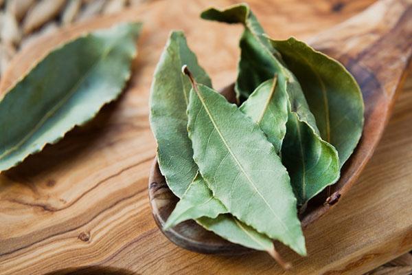 hoja de laurel para decocción