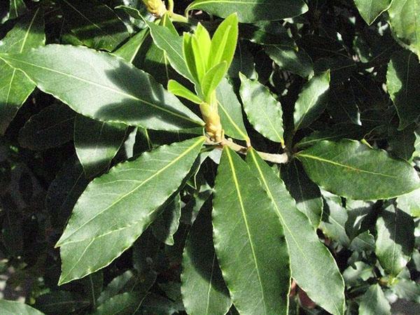 propiedades medicinales de las hojas de laurel