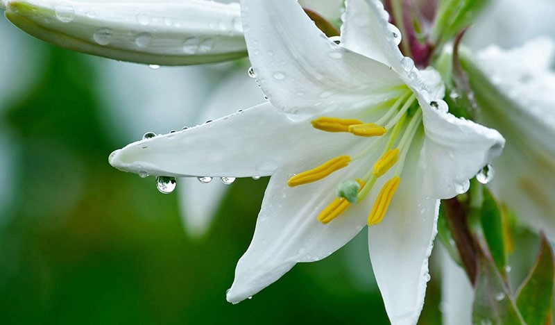 flores con una composición única