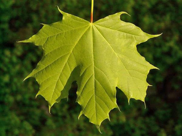 hoja de arce en verano