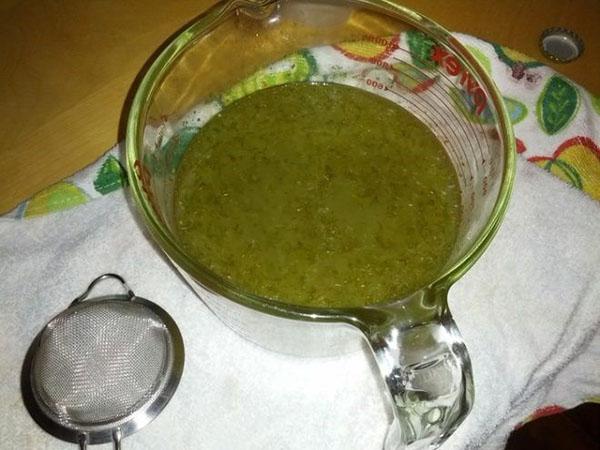 haciendo una tintura de hojas de arce