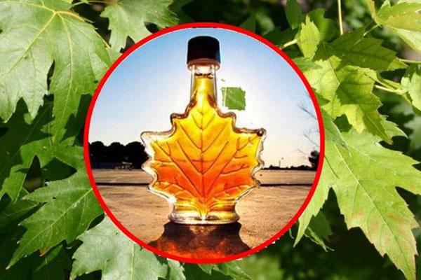 Propiedades medicinales de las hojas de arce para la salud.