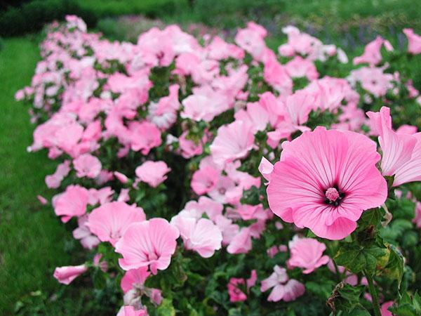 propiedades de la malva para la piel