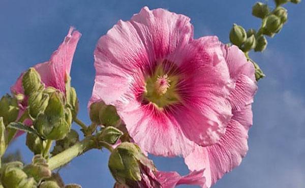 hermosa malva floreciente