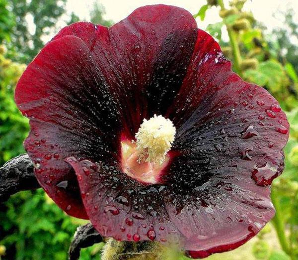 aplicación de flores de malva