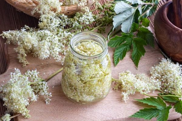 preparación de extracto de reina de los prados en casa