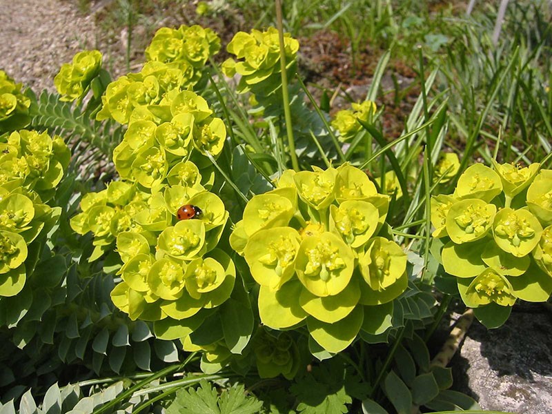 Pallas spurge