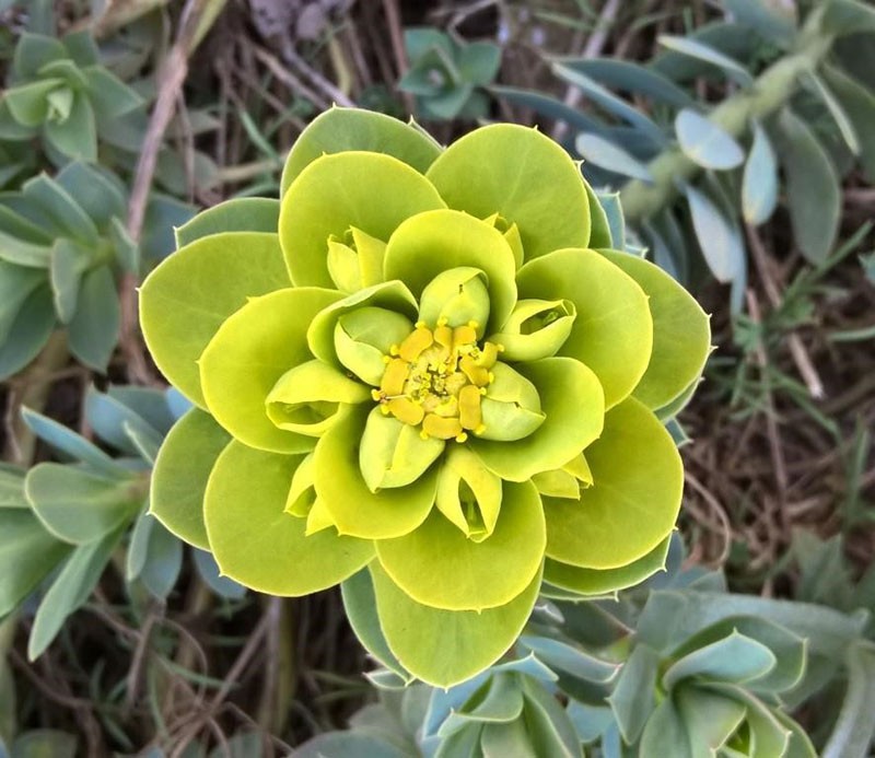 planta con una composición única