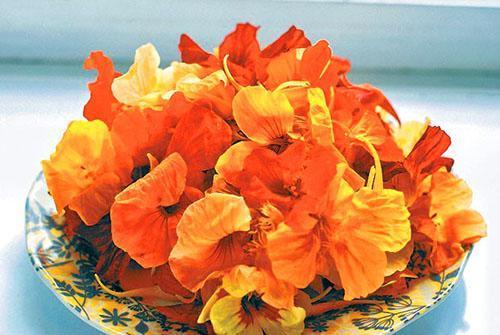Récolte des fleurs de capucines