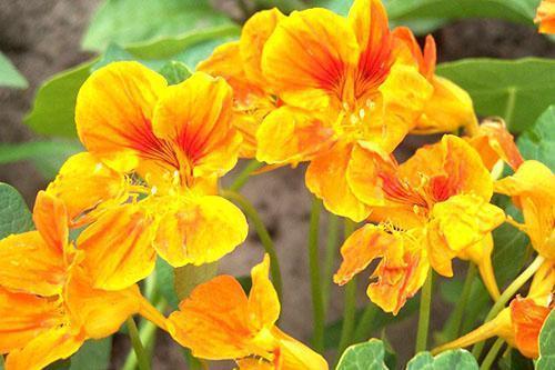 Fleurs de capucine belles et saines