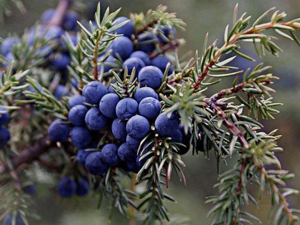 propiedades útiles de los frutos de enebro