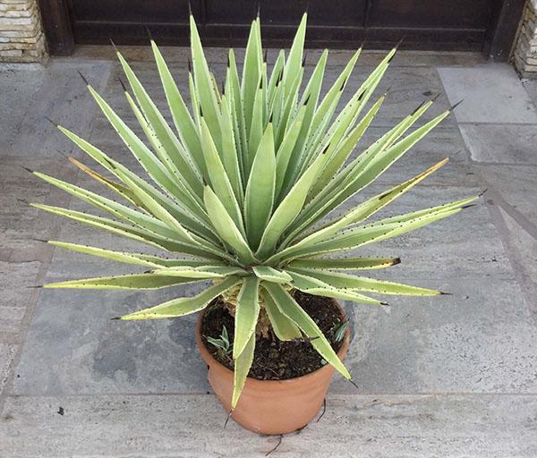 agave à la maison