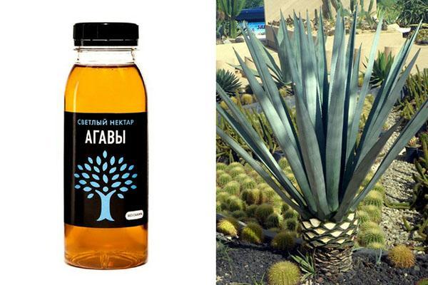 agave pour usage externe