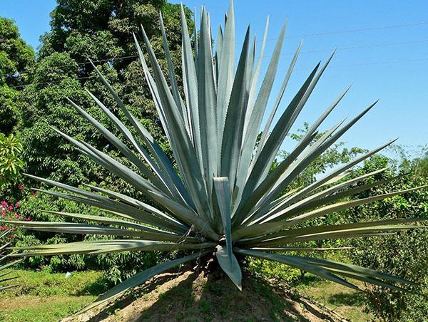 propriétés médicinales de la plante d'agave