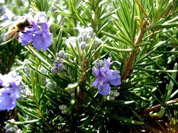 flores de romero