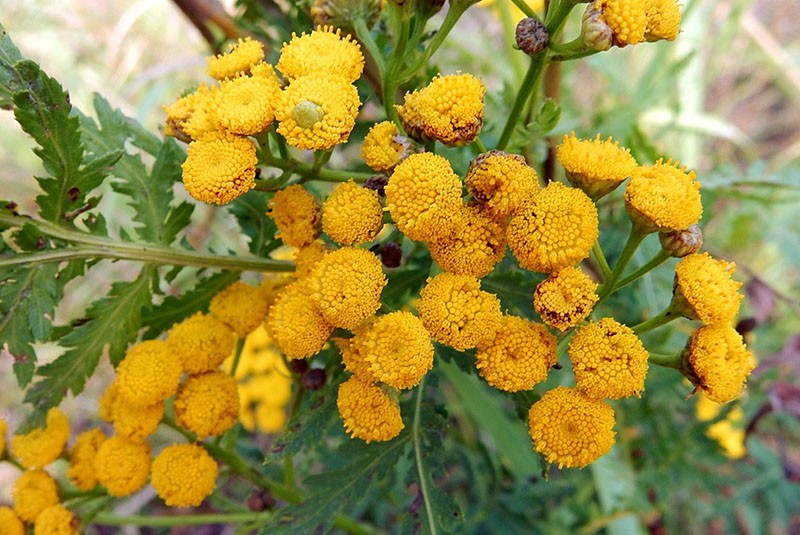 exuberante flor de canooper