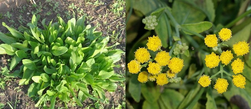 propriétés médicinales de l'herbe kanuper