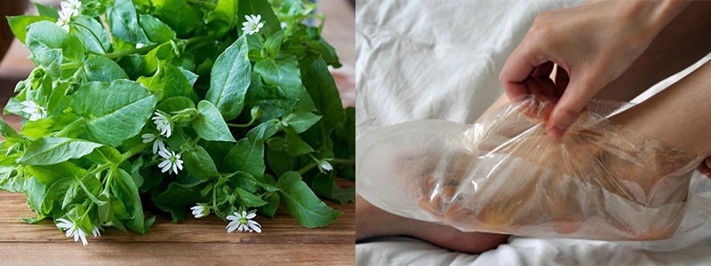 propriétés médicinales de l'herbe de cloporte des éperons sur les jambes