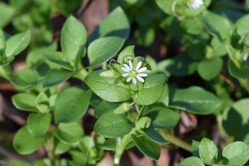 piojos de la madera de plantas medicinales