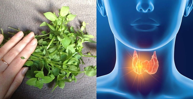 les poux de bois pour les problèmes de thyroïde