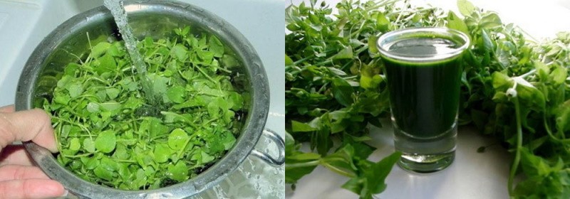 jus de cloportes frais