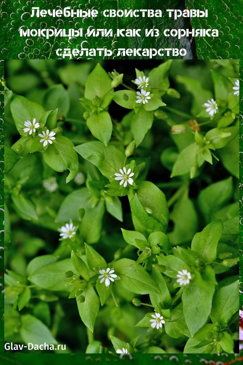 propriétés médicinales de l'herbe de cloporte