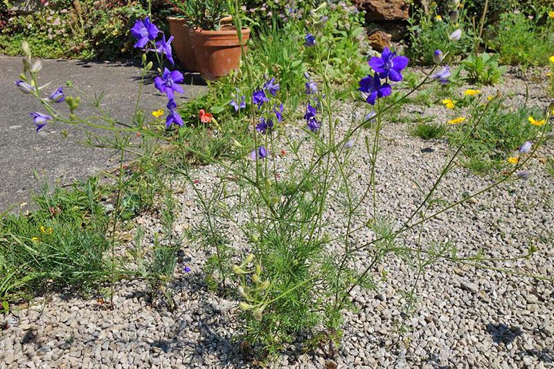 fleurs de pied d'alouette des champs