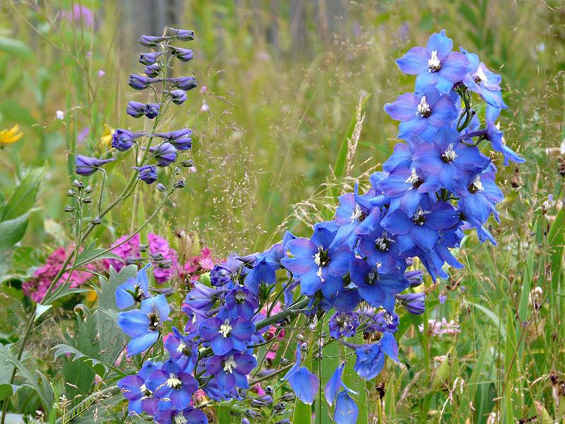 híbrido de larkspur domesticado