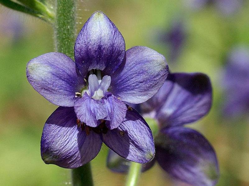 farmacia larkspur