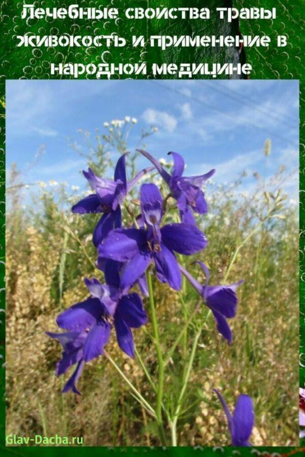 propiedades medicinales de la hierba larkspur