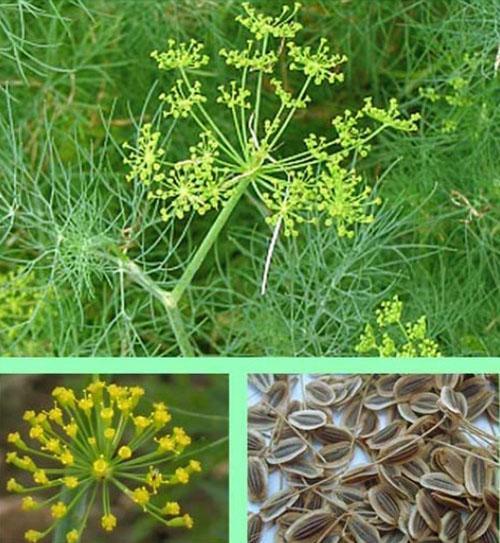 Las semillas de eneldo contienen muchos oligoelementos y sustancias bioactivas.