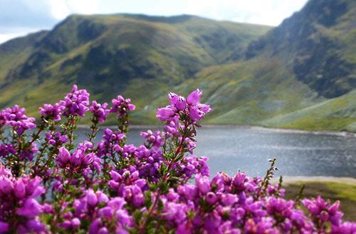 Les inflorescences et les branches de bruyère sont utilisées en cosmétologie