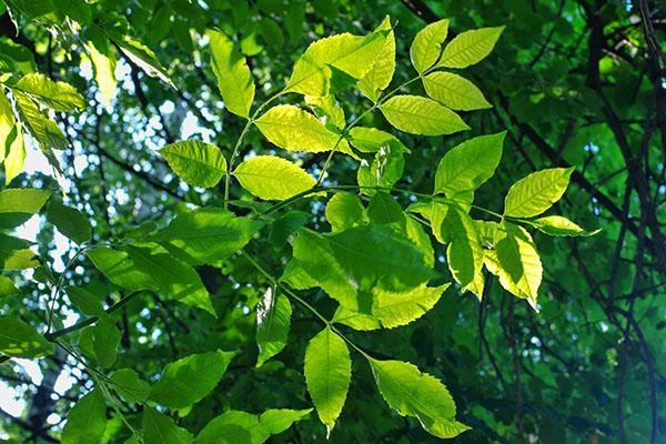 feuilles de frêne