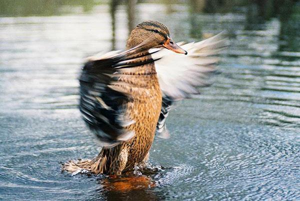 pato en el agua