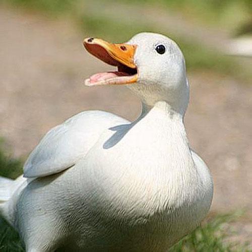 canard en bonne santé