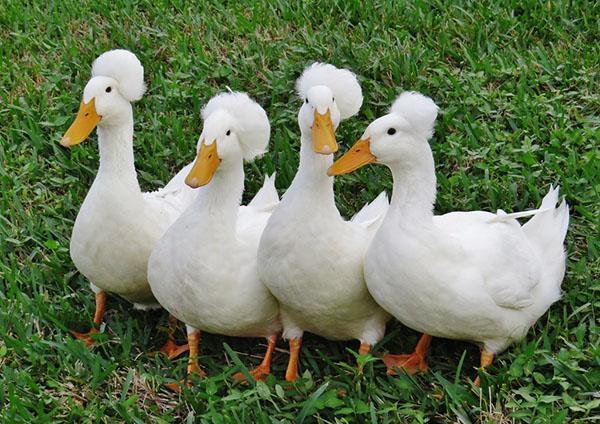 canards dans la cour