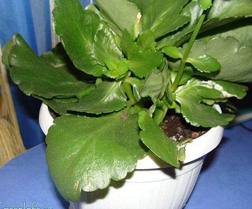 Les feuilles des plantes adultes sont utilisées à des fins médicinales.
