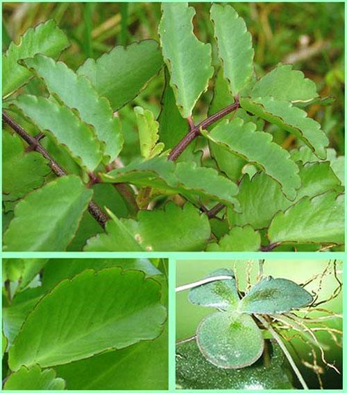 Kalanchoe pennate - un excellent remède contre le rhume