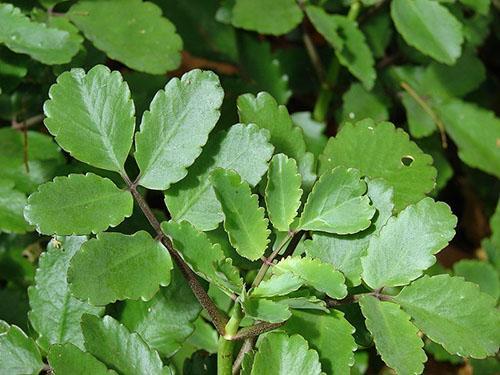 Kalanchoe pennate est utilisé dans le traitement des varices des jambes