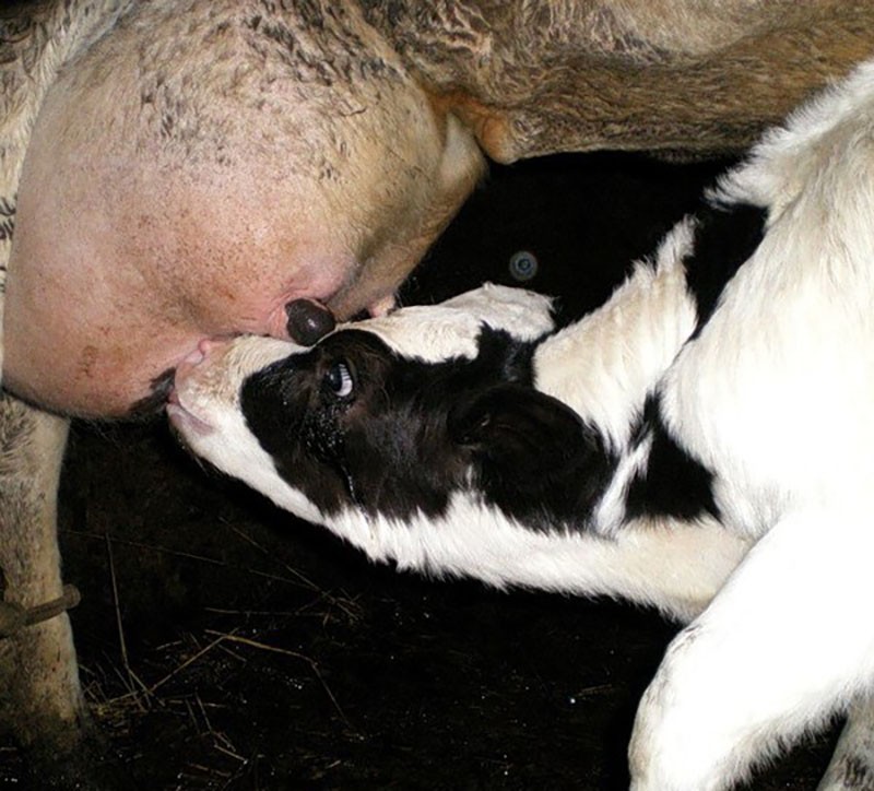 cause de l'infection colostrum infecté