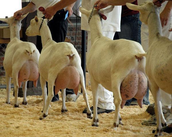 spectacle de chèvre