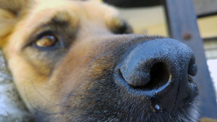 Gunterová vrhla svého psa na pohotovostní veterinární kliniku. „Přišla sestra a řekla:„ Vypadá to, že by to mohla být otrava marihuanou; vidíme to pořád, “řekl Gunter. Když se toxikologie moči vrátila, potvrdila, že Hazel má ve svém systému THC. Gutner věří, že je možné, že její pes při ranním běhu omylem snědl jedlou nebo knedlík.