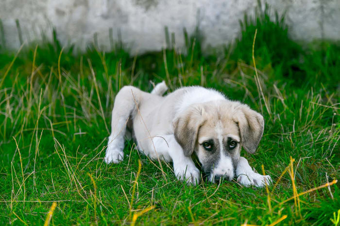 Linka pomoci jedů veterinárních služeb za posledních šest let zaznamenala nárůst o 448 procent při požití marihuany v zájmovém chovu podle prohlášení Americké veterinární lékařské asociace. Psi jsou „velmi zvědaví“ a „nerozlišující jedlíci“, což znamená, že s větší pravděpodobností zlikvidují odhozený kloub, dostanou se do pytle s květy marihuany nebo hltají jedlé, Laura Stern, veterinářka z Centra kontroly jedů ASPCA, řekl NBC News e -mailem. Kočkám může marihuana také ubližovat, obvykle vystavením pasivnímu kouření, ale asi 90 procent hovorů týkajících se marihuany na Animal Poison Control je o psech, řekl Stern.