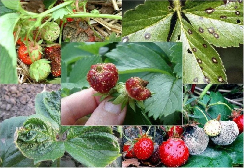 traiter les fraises à l'automne contre les parasites et les maladies