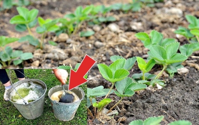 cómo tratar las fresas de las plagas